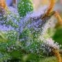 Dizzy Lights Auto Feminized by Dr Krippling THC Content Potency Strength CBD Height Yield Flowering Time Indica Sativa Genetics