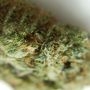 The Ultimate Feminized by Dutch Passion THC Content Potency Strength CBD Height Yield Flowering Time Indica Sativa Genetics