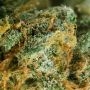 Euforia Regular by Dutch Passion THC Content Potency Strength CBD Height Yield Flowering Time Indica Sativa Genetics