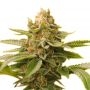 Dutch Passion Blue Auto Mazar Smoke Buds Weed Ganja Skunk Dope Pot Images Pics Nuggets
