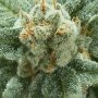 Mazar Auto Feminized by Dutch Passion THC Content Potency Strength CBD Height Yield Flowering Time Indica Sativa Genetics