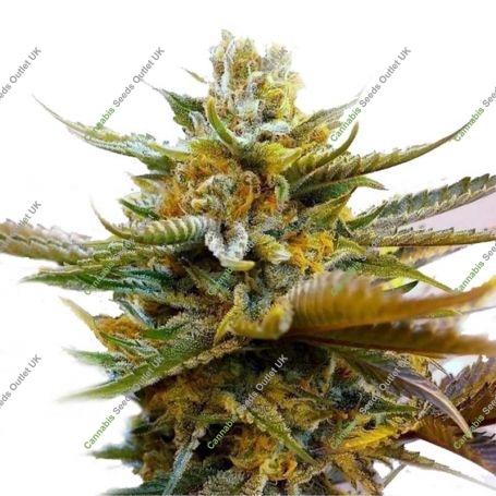 Cannabis Seeds Outlet Weed Strain G13 Original Feminized Marijuana Seeds Original Collector Souvenir Authentic Packaging Packs