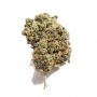 Dutch Passion Cinderella Jack Auto Smoke Buds Weed Ganja Skunk Dope Pot Images Pics Nuggets