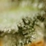 Cannabis Seeds Outlet G13 Original Smoke Buds Weed Ganja Skunk Dope Pot Images Pics Nuggets