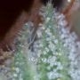 Blue Critical Auto Feminized by Dinafem Seeds THC Content Potency Strength CBD Height Yield Flowering Time Indica Sativa Genetic