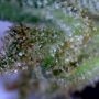 Blue Cheese Feminized by Dinafem Seeds THC Content Potency Strength CBD Height Yield Flowering Time Indica Sativa Genetics