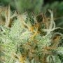 Reekn Auto Feminized by Devils Harvest THC Content Potency Strength CBD Height Yield Flowering Time Indica Sativa Genetics