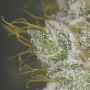 Aiea Regular by Delta 9 Labs THC Content Potency Strength CBD Height Yield Flowering Time Indica Sativa Genetics