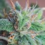 Northern Light Blue Auto Feminized by Delicious Seeds THC Content Potency Strength CBD Height Yield Flowering Time Indica Sativa