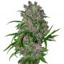 CBD Crew PH Smoke Buds Weed Ganja Skunk Dope Pot Images Pics Nuggets