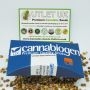 Cannabiogen Cannabis Strain Purple Mexican Feminized Marijuana Seeds Original Collector Souvenir Authentic Packaging Packs