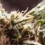Hash Fruit Regular by Cannabiogen THC Content Potency Strength CBD Height Yield Flowering Time Indica Sativa Genetics
