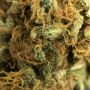 Orange Big Bud C.B.D. Feminized by CBD Seeds THC Content Potency Strength CBD Height Yield Flowering Time Indica Sativa Genetics