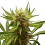 Northern Lights Female Outlet Cannabis Seeds
