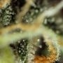 Diablo XL Auto Feminized by BSB Genetics THC Content Potency Strength CBD Height Yield Flowering Time Indica Sativa Genetics