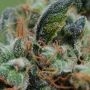 Big Whoop Automatic Feminized by Breaking Buds THC Content Potency Strength CBD Height Yield Flowering Time Indica Sativa Geneti