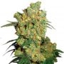 Bomb Seeds THC Bomb Auto Smoke Buds Weed Ganja Skunk Dope Pot Images Pics Nuggets