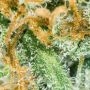 Big Bomb Auto Feminized by Bomb Seeds THC Content Potency Strength CBD Height Yield Flowering Time Indica Sativa Genetics