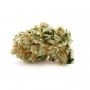 Sweet Tooth Auto Feminized by Blim Burn THC Content Potency Strength CBD Height Yield Flowering Time Indica Sativa Genetics
