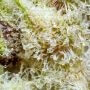Cindy 99 Feminized by Blim Burn THC Content Potency Strength CBD Height Yield Flowering Time Indica Sativa Genetics