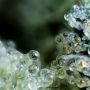 Pineapple Gum Feminized by Black Skull Seeds THC Content Potency Strength CBD Height Yield Flowering Time Indica Sativa Genetics