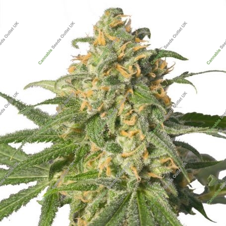 Super Green Crack Feminized Marijuana Strain by Our Own Weed Breeders For Sale Online at Cannabis Seeds Outlet