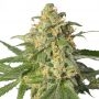 Super Green Crack Feminized Marijuana Strain by Our Own Weed Breeders For Sale Online at Cannabis Seeds Outlet