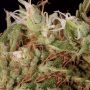 Grandaddy Banner Feminized by Big Head Seeds THC Content Potency Strength CBD Height Yield Flowering Time Indica Sativa Genetics