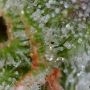 Gnasha Feminized by Big Head Seeds THC Content Potency Strength CBD Height Yield Flowering Time Indica Sativa Genetics