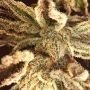 Girl Scout Cookies Feminized by Big Head Seeds THC Content Potency Strength CBD Height Yield Flowering Time Indica Sativa Geneti