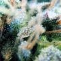 Bubblehead No.13 Feminized by Big Head Seeds THC Content Potency Strength CBD Height Yield Flowering Time Indica Sativa Genetics