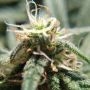 Alien Technology Feminized by Big Head Seeds THC Content Potency Strength CBD Height Yield Flowering Time Indica Sativa Genetics