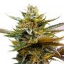 Big Buddha Seeds G Bomb Smoke Buds Weed Ganja Skunk Dope Pot Images Pics Nuggets