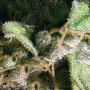 Buddha Kush OG Feminized by Big Buddha Seeds THC Content Potency Strength CBD Height Yield Flowering Time Indica Sativa Genetics