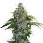 Shiskaberry Female Outlet Cannabis Seeds