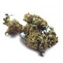 BC Bud Depot Lowryder No.2 Auto Smoke Buds Weed Ganja Skunk Dope Pot Images Pics Nuggets