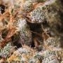 Garlic Cheese Feminized by BC Bud Depot THC Content Potency Strength CBD Height Yield Flowering Time Indica Sativa Genetics