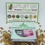 BC Bud Depot Cannabis Strain Night Nurse Regular Marijuana Seeds Original Collector Souvenir Authentic Packaging Packs