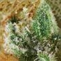 707 Headband Regular by BC Bud Depot THC Content Potency Strength CBD Height Yield Flowering Time Indica Sativa Genetics