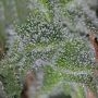 Strawberry Lemonade Feminized by Barneys Farm THC Content Potency Strength CBD Height Yield Flowering Time Indica Sativa Genetic