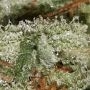 Red Dragon Feminized by Barneys Farm THC Content Potency Strength CBD Height Yield Flowering Time Indica Sativa Genetics