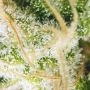 Peyote Cookies Feminized by Barneys Farm THC Content Potency Strength CBD Height Yield Flowering Time Indica Sativa Genetics