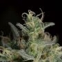 CBD Lemon Potion Auto Feminized by Barneys Farm THC Content Potency Strength CBD Height Yield Flowering Time Indica Sativa Genet