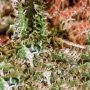 Amnesia Lemon Feminized by Barneys Farm THC Content Potency Strength CBD Height Yield Flowering Time Indica Sativa Genetics