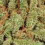 Mendo Diesel Regular by Apothecary Genetics THC Content Potency Strength CBD Height Yield Flowering Time Indica Sativa Genetics