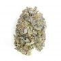 Apothecary Genetics Congo x Nigerian Hash Plant Smoke Buds Weed Ganja Skunk Dope Pot Images Pics Nuggets