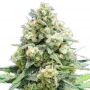 Critical White Widow Fem Outlet Cannabis Seeds