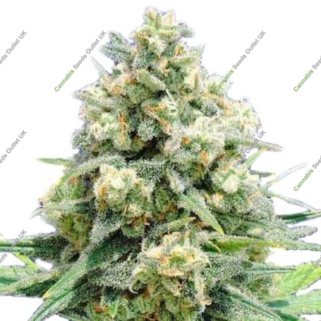 Critical Marijuana Strain by Our Own Weed Breeders For Sale Online at Cannabis Seeds Outlet