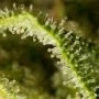 Big Bazooka Auto Feminized by Anesia Seeds THC Content Potency Strength CBD Height Yield Flowering Time Indica Sativa Genetics