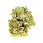 Anesia Seeds Lemongrass Auto Smoke Buds Weed Ganja Skunk Dope Pot Images Pics Nuggets